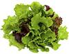 Leaf Lettuce