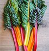 Rainbow Chard